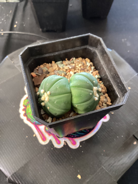 🌿 Astrophytum myriostigma nudum ‘Dicot’ — The Minimalist Star of the Desert