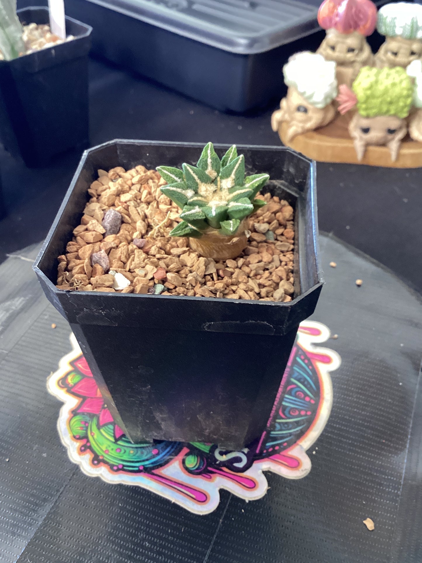 Ariocarpus elephantidens