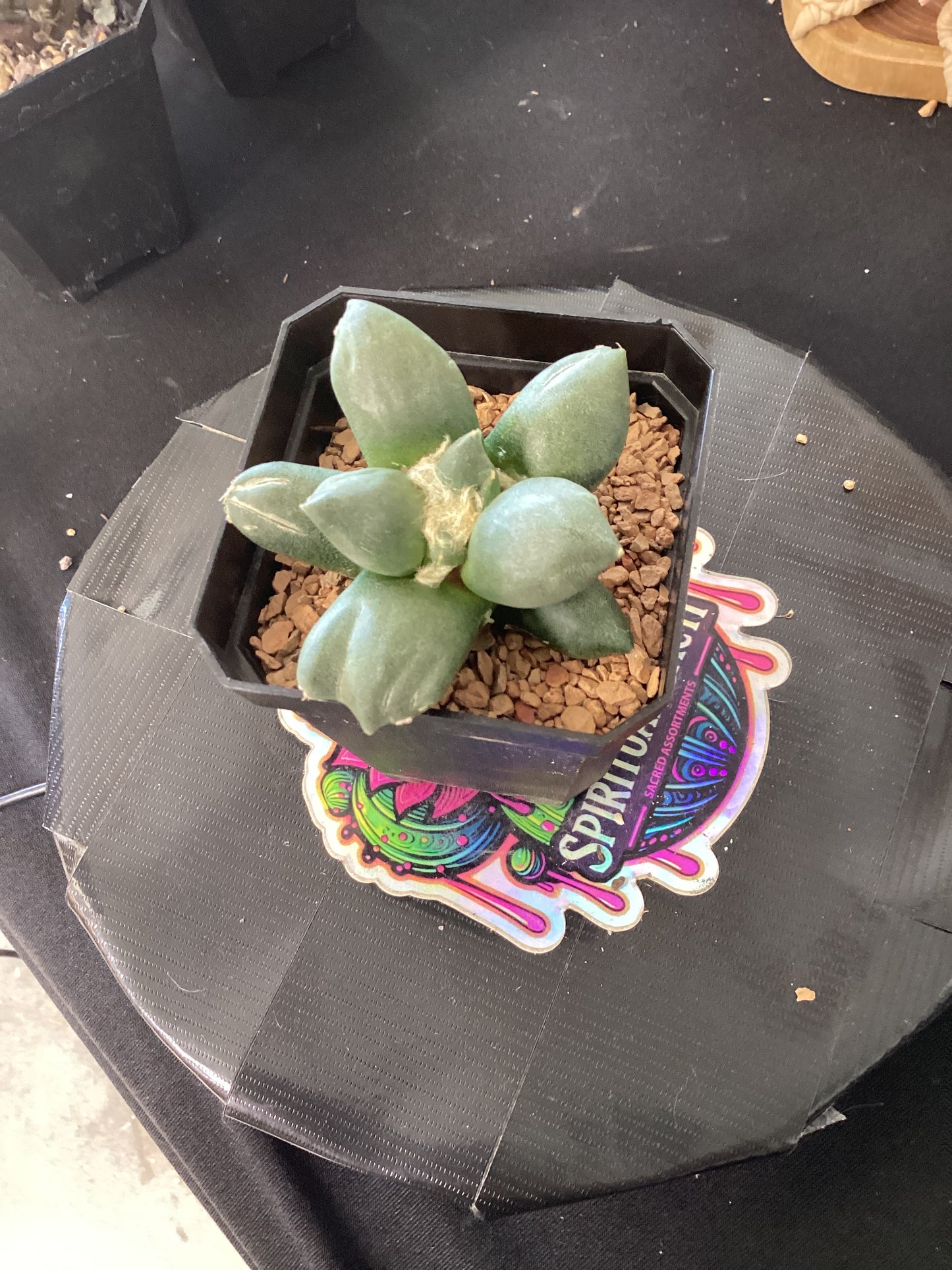 🌵 Ariocarpus ‘Trifinger’ — The Threefold Spirit of the Desert