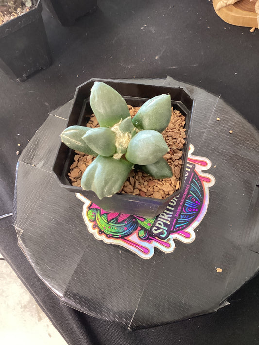 🌵 Ariocarpus ‘Trifinger’ — The Threefold Spirit of the Desert