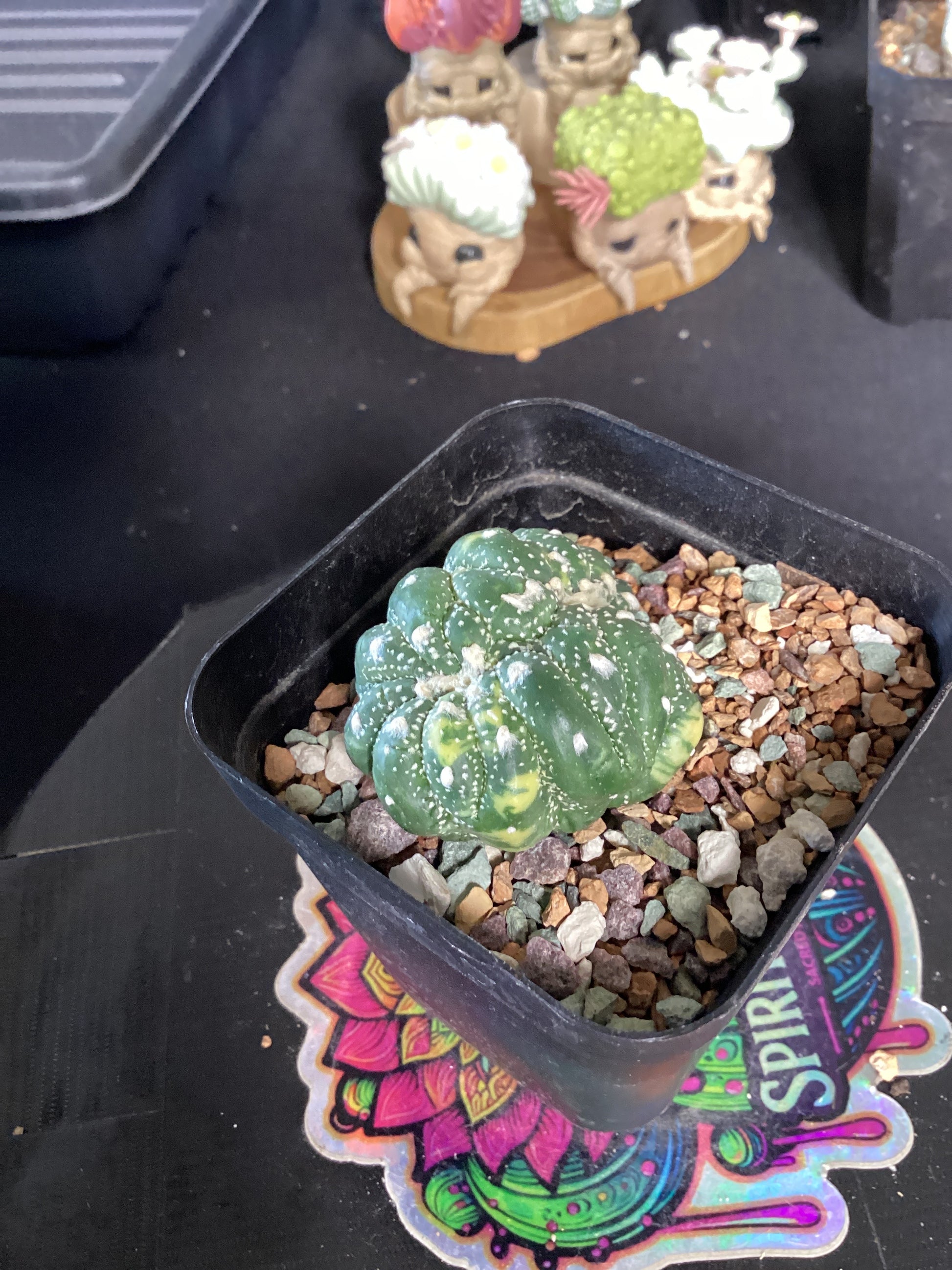 🦎 Astrophytum myriostigma 'Lizard Skin Variegata' — The Scaled Star of –  Spiritual Cacti