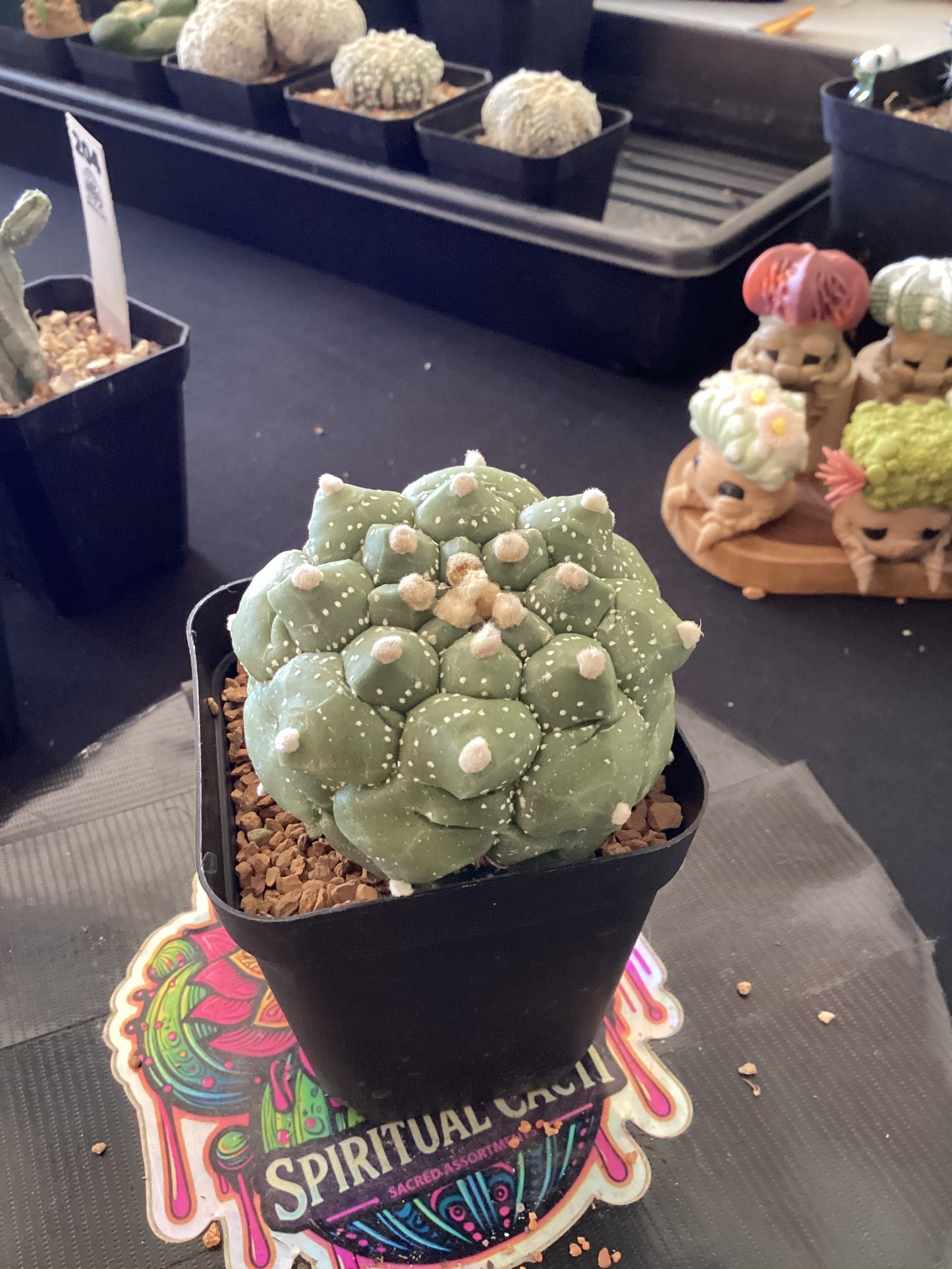 🌵 Astrophytum asterias “Kikko Form”