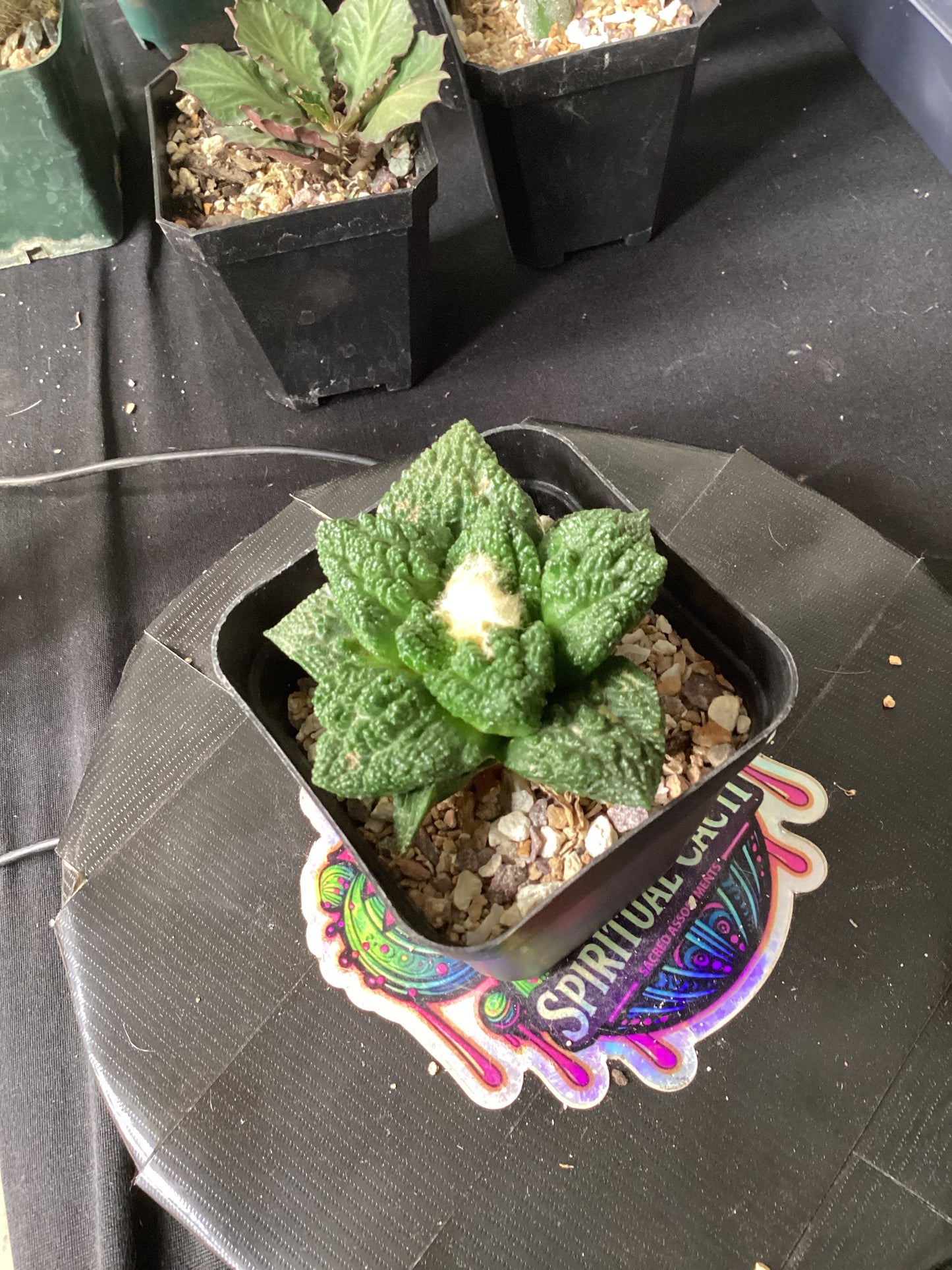 Ariocarpus fissuratus ‘Godzilla’ — The Ancient King of Stone and Time