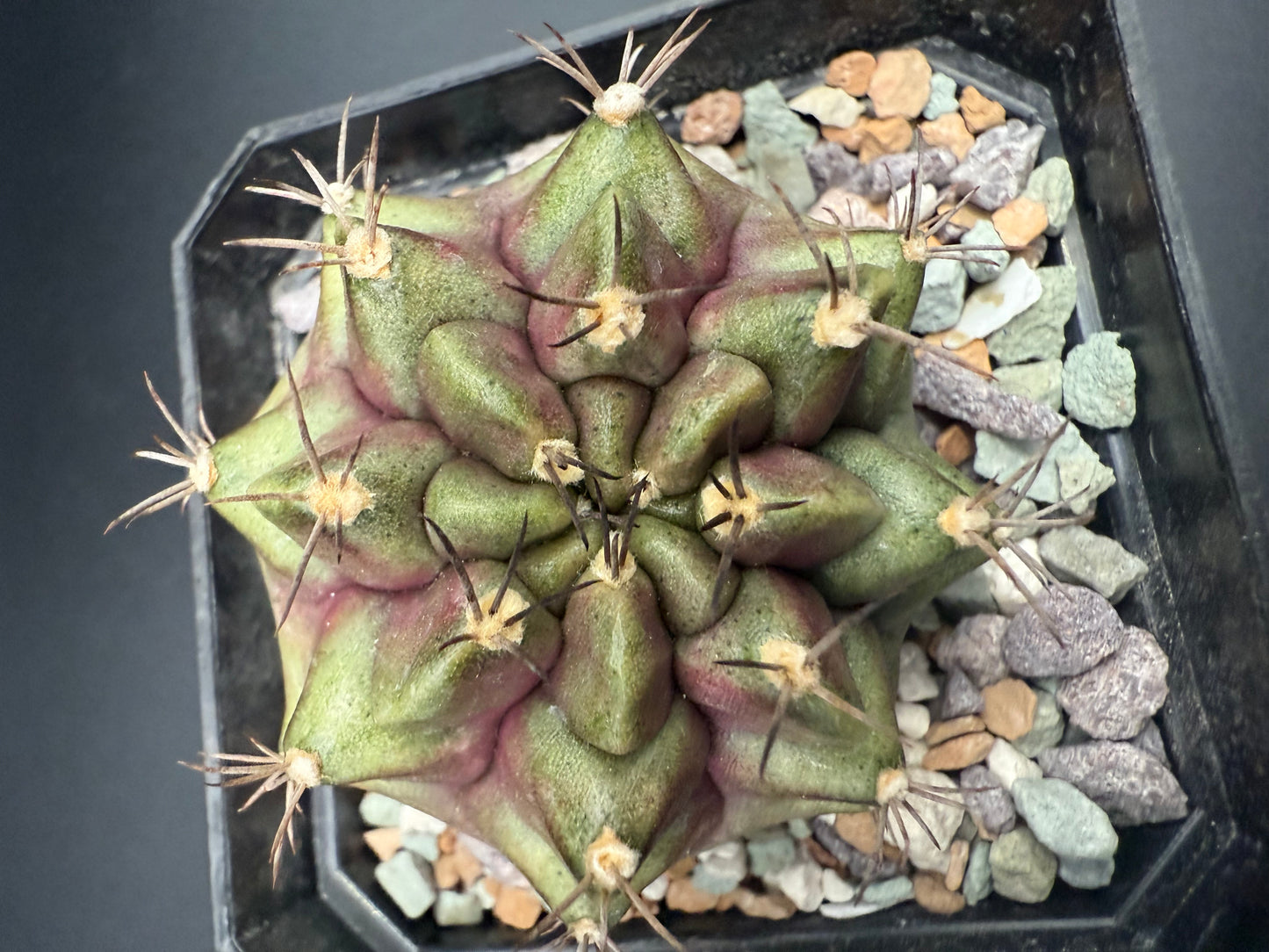 Gymnocalycium C.V. Purple Nebula