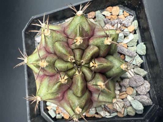Gymnocalycium C.V. Purple Nebula