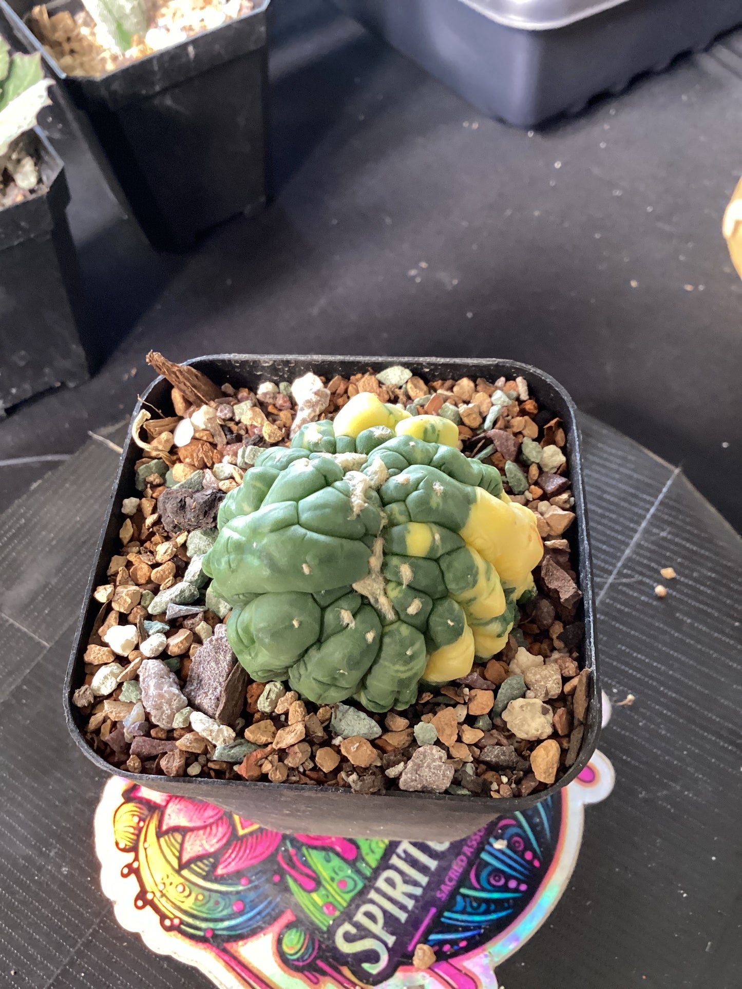 Astrophytum myriostigma ‘Lizard Skin Variegata’ — The Scaled Star of Light