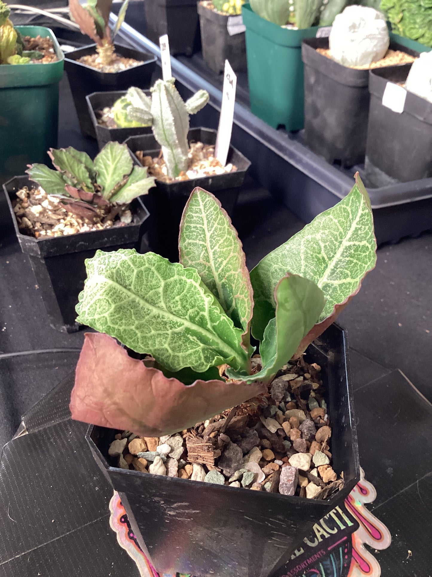 Euphorbia francoisii — Rare Madagascan Caudiciform Succulent with Sculptural Form