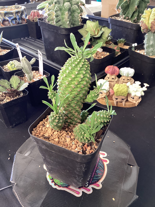 🐉 Euphorbia ‘Sotetsu Kirin’ — The Dragon Palm of the Desert