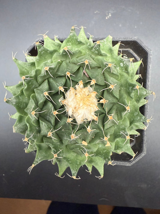 Obregonia Denegrii