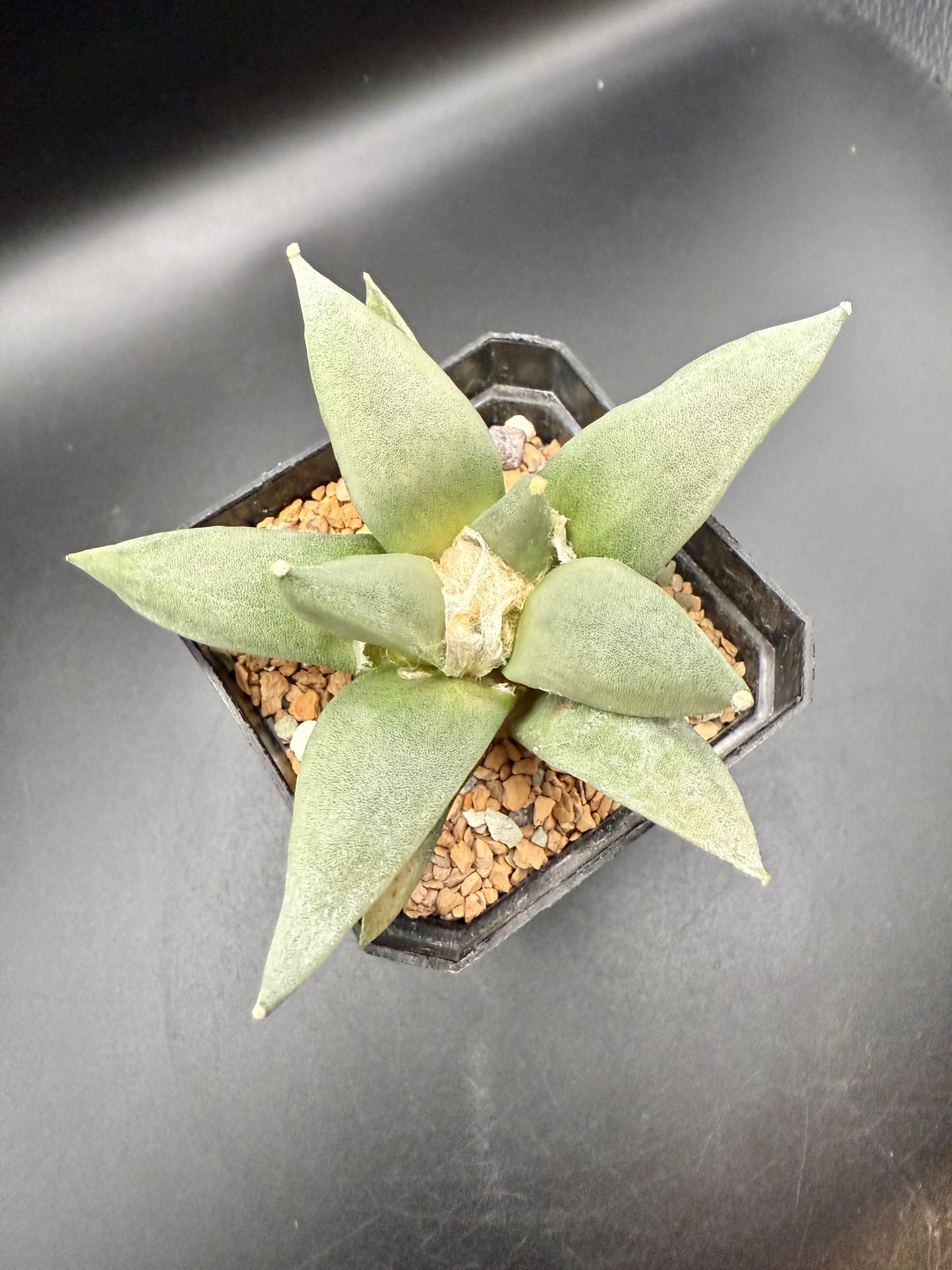 Ariocarpus retusus