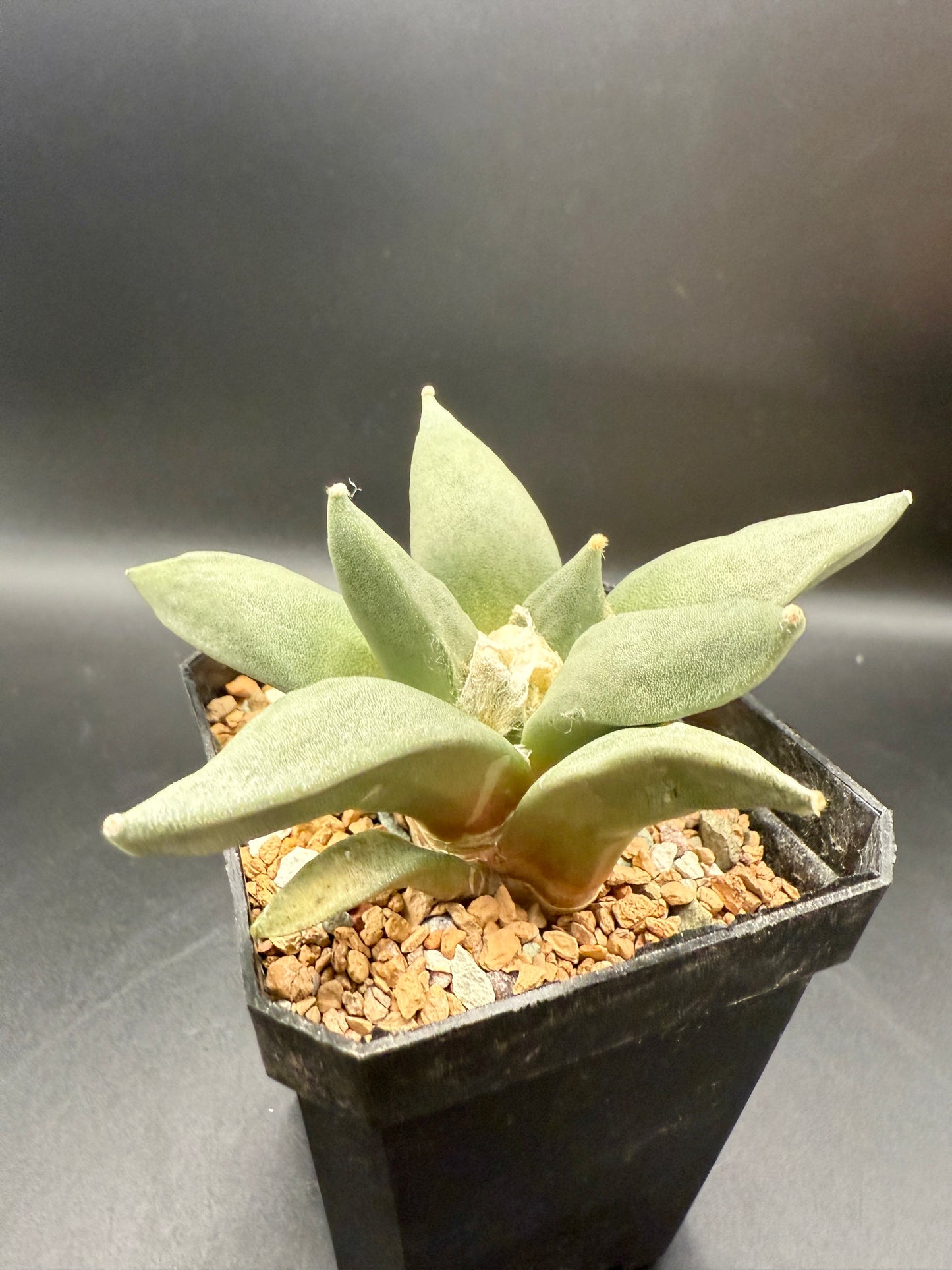 Ariocarpus retusus