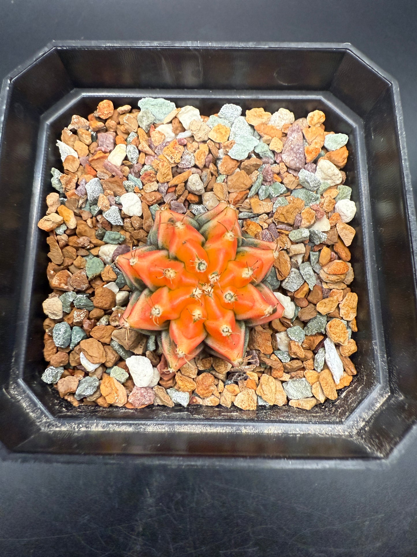 Gymnocalycium ‘Sun’
