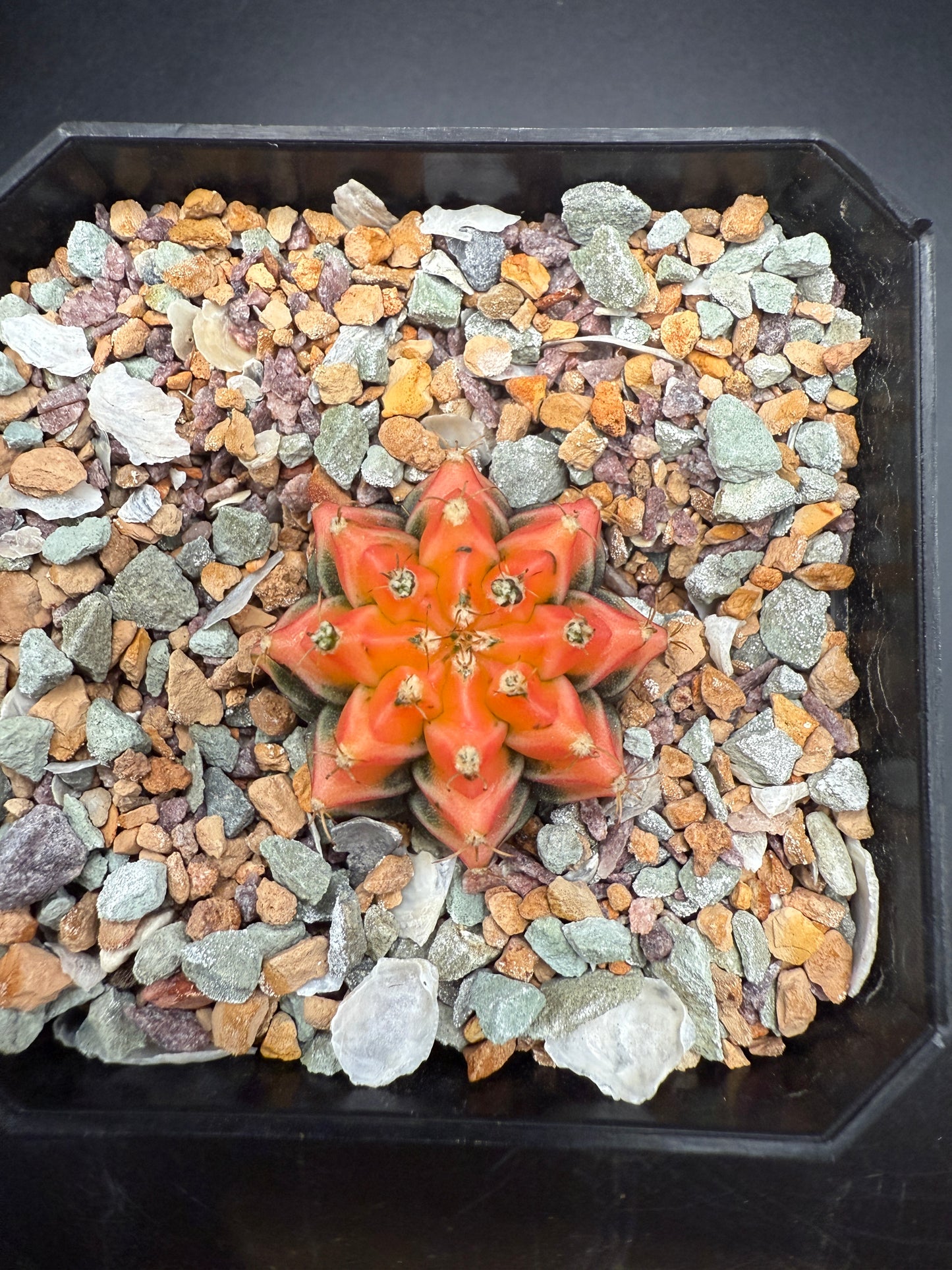 Gymnocalycium ‘Sun’