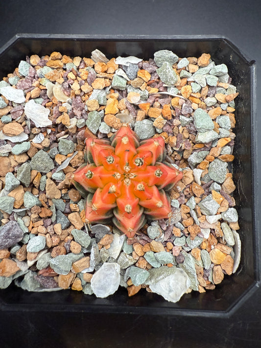 Gymnocalycium ‘Sun’