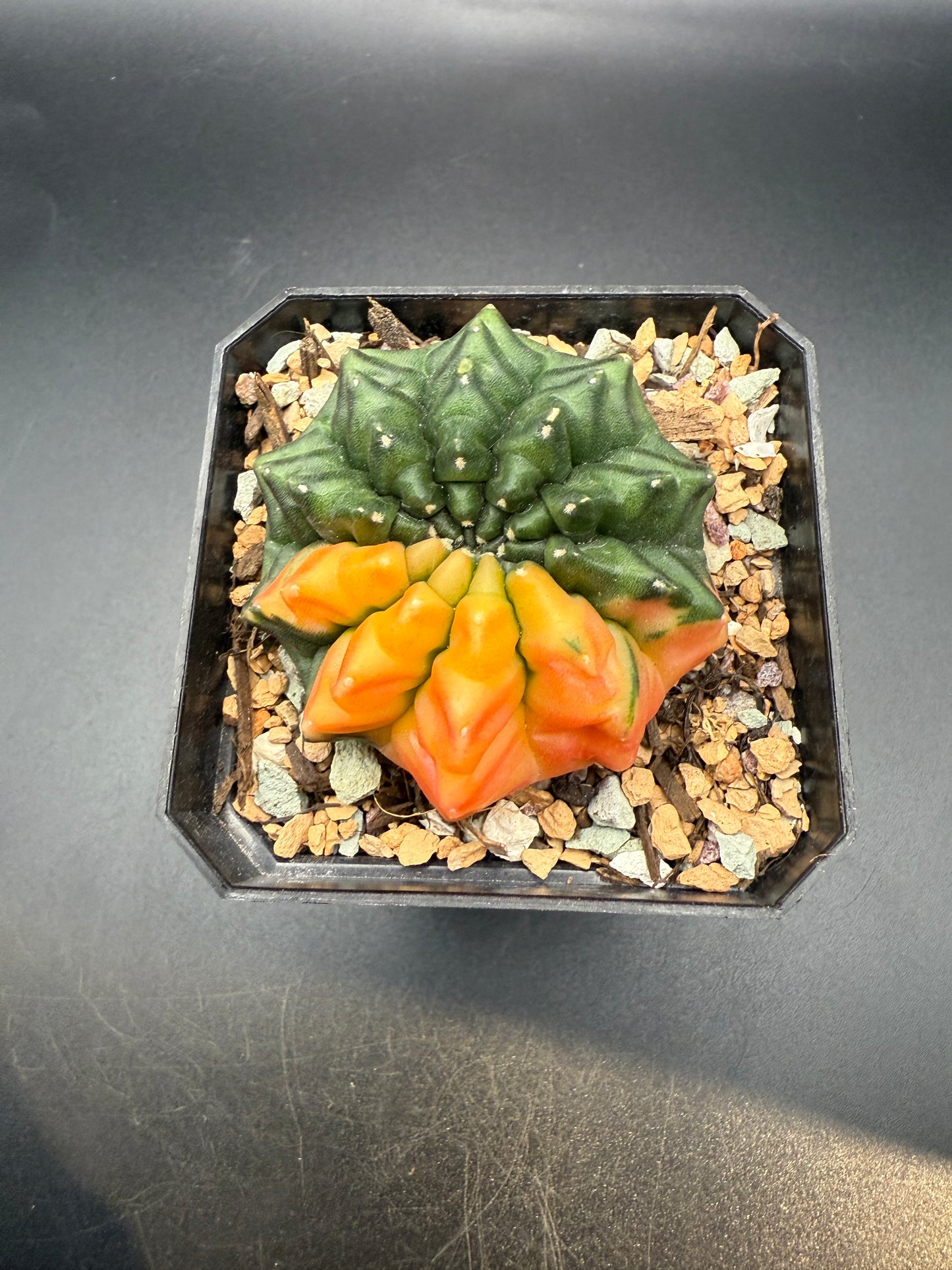 Gymnocalycium inermis variegata