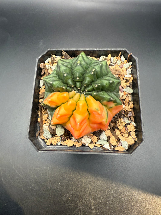 Gymnocalycium inermis variegata