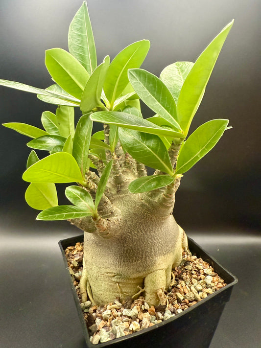 Adenium Arabicum cv Black Skin