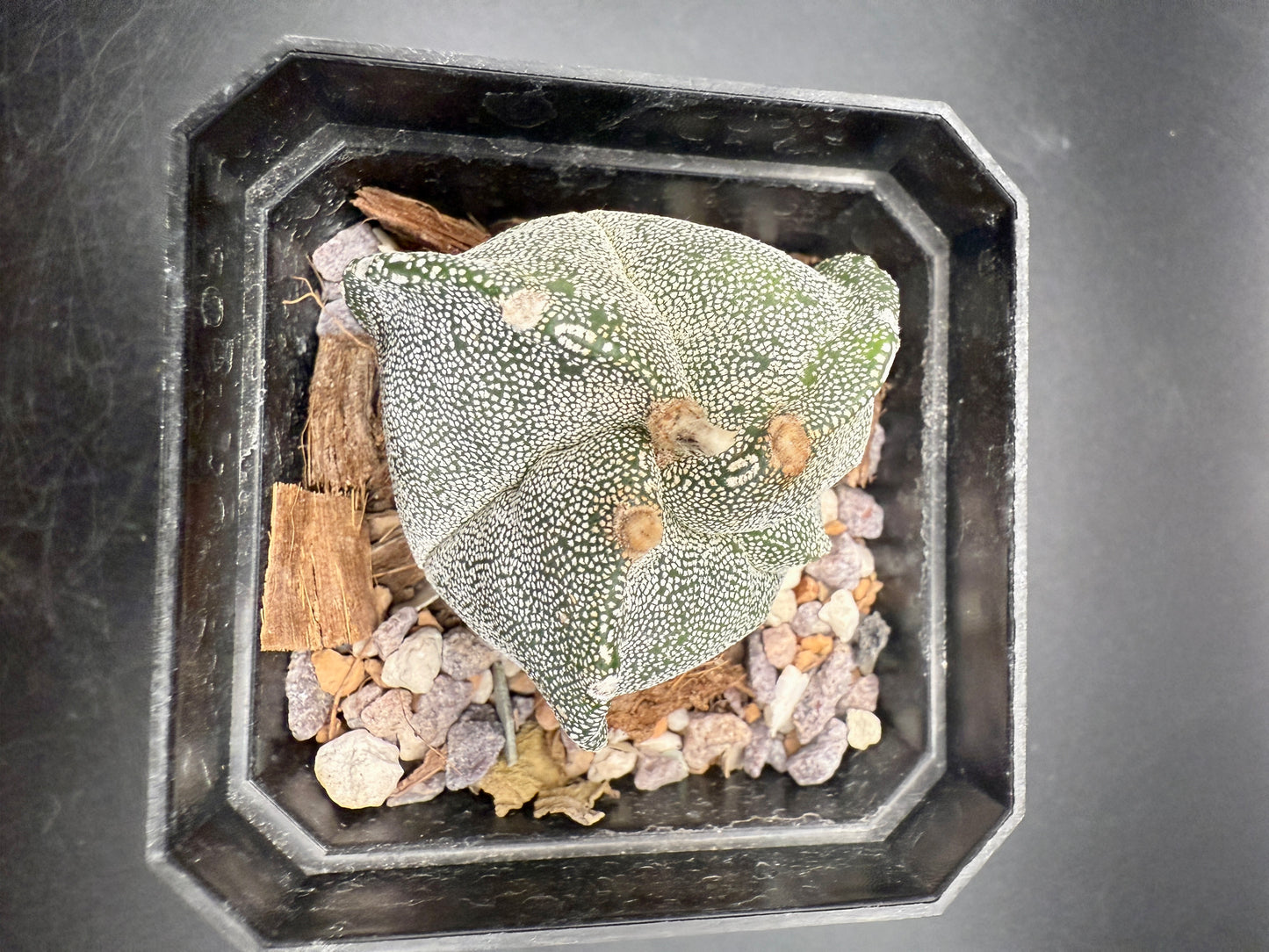 Myrio 3 rib