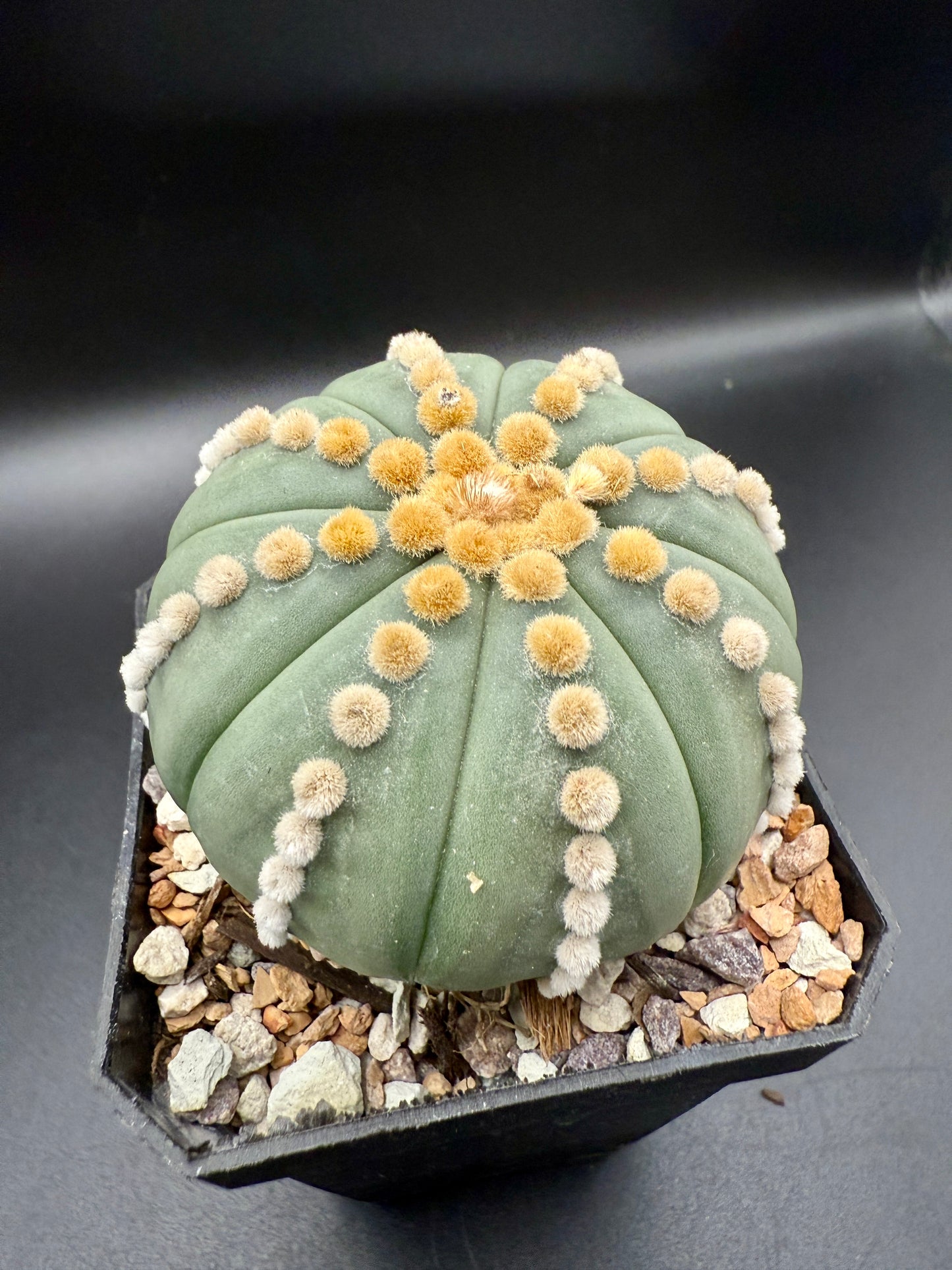 Astrophytum v Nudum cv Rensei