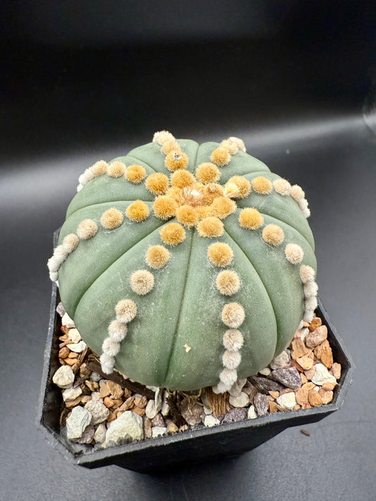Astrophytum v Nudum cv Rensei