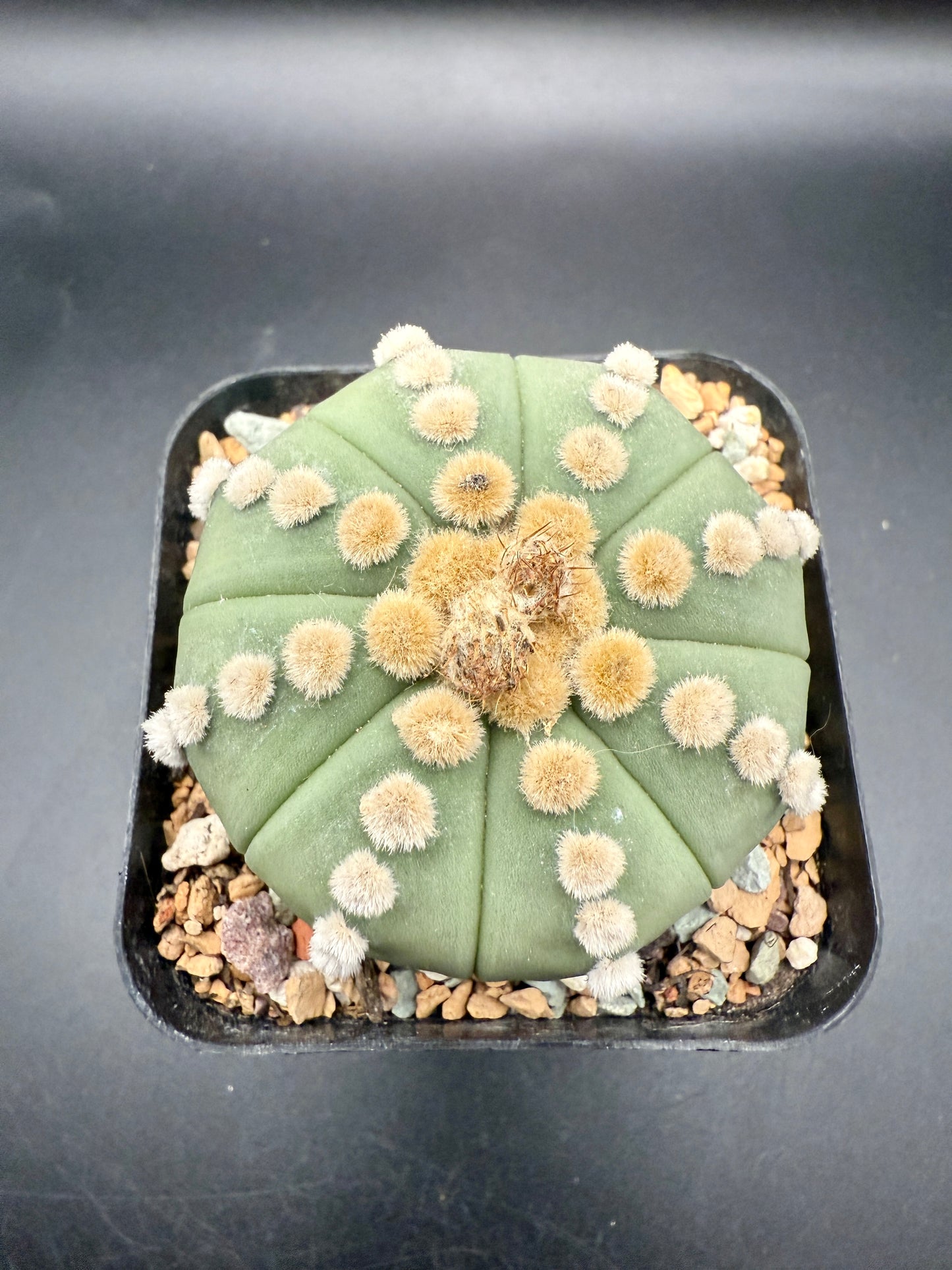 Astrophytum v Nudum cv Rensei