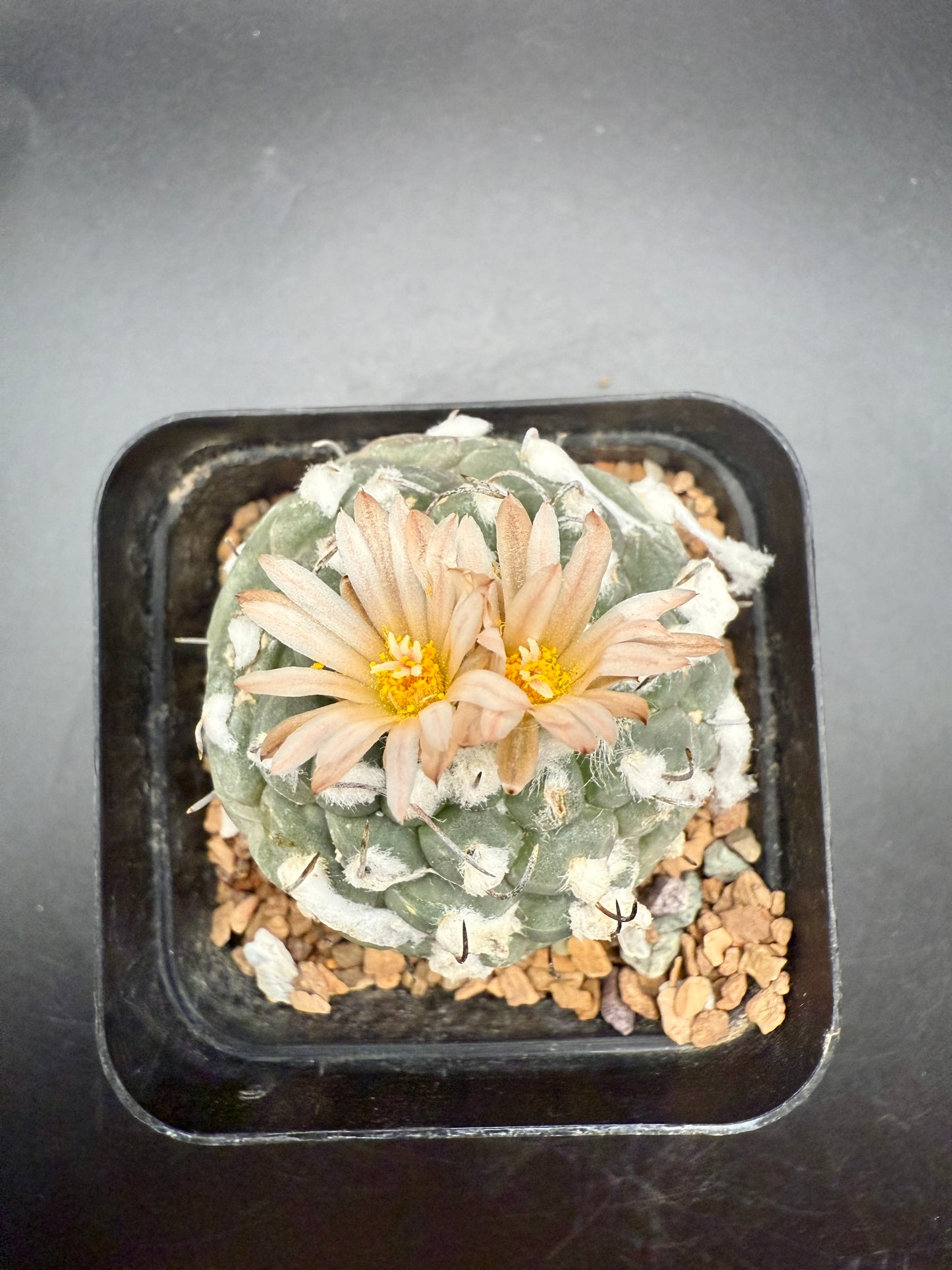 Turbinicarpus jaurnegii