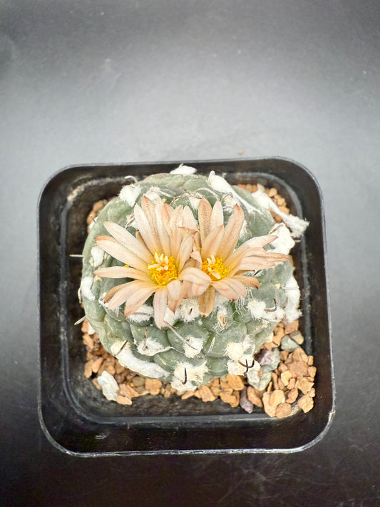 Turbinicarpus jaurnegii