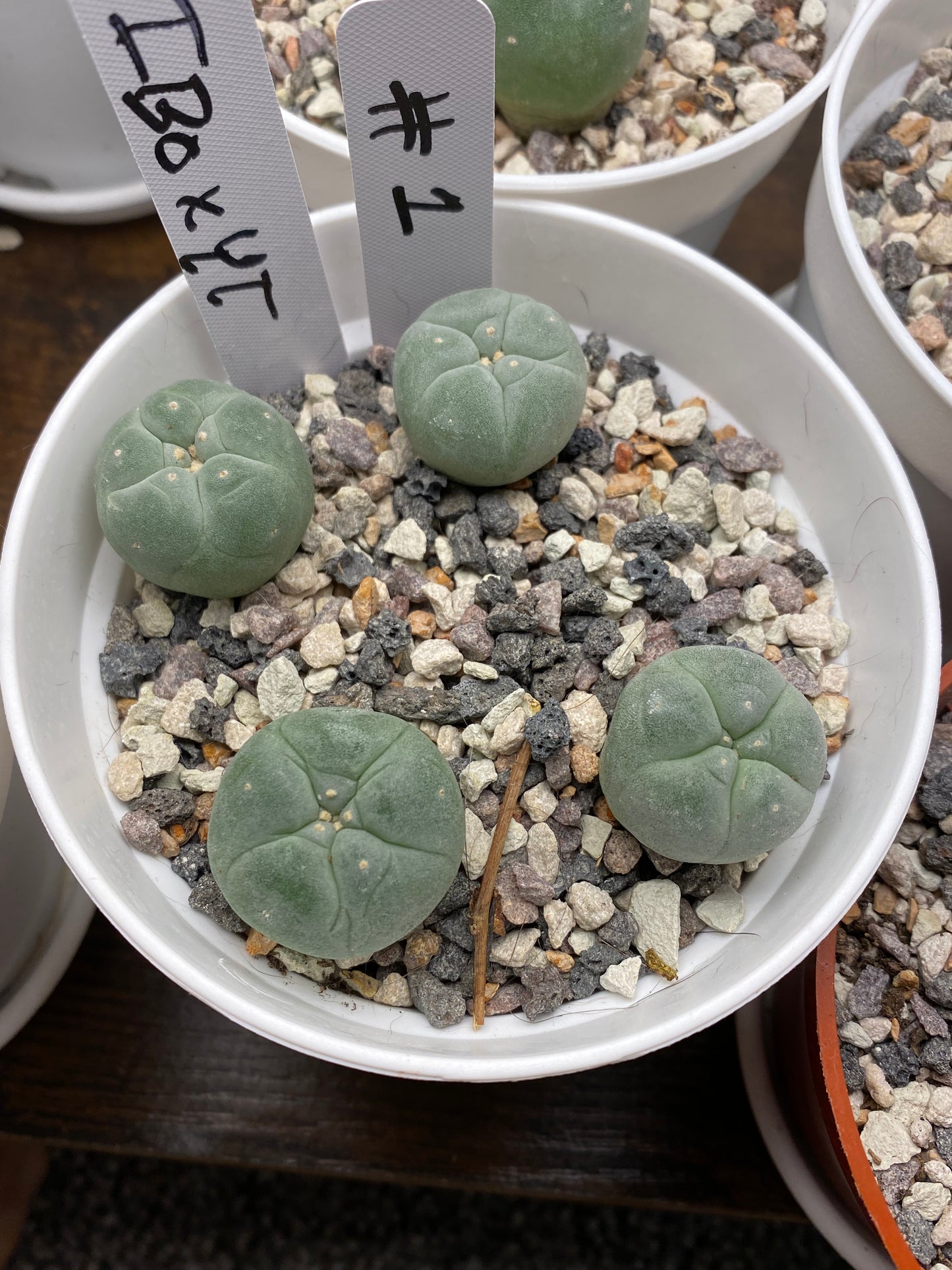 Lophophora Fricii IBO x Yatagai