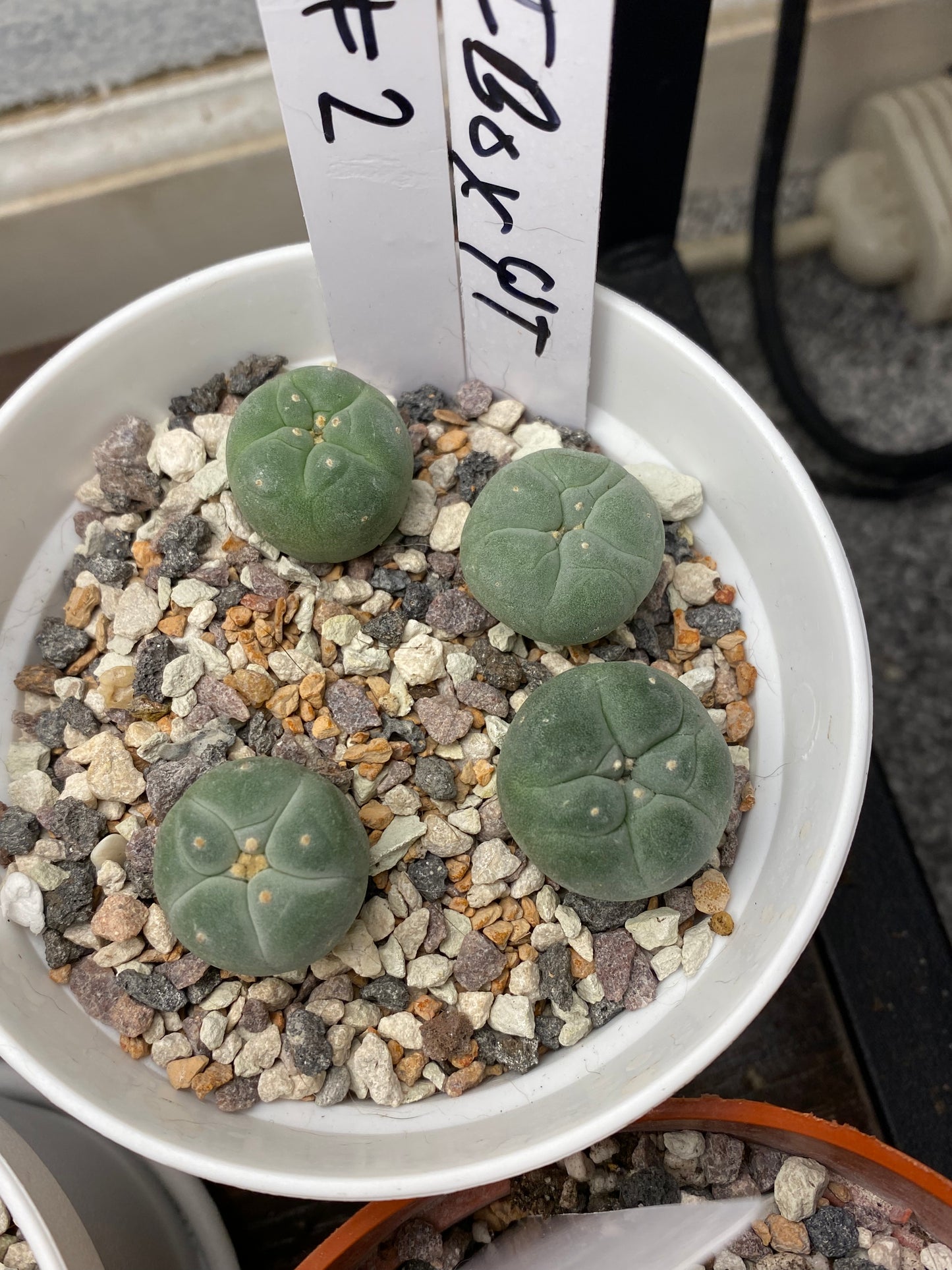 Lophophora Fricii IBO x Yatagai