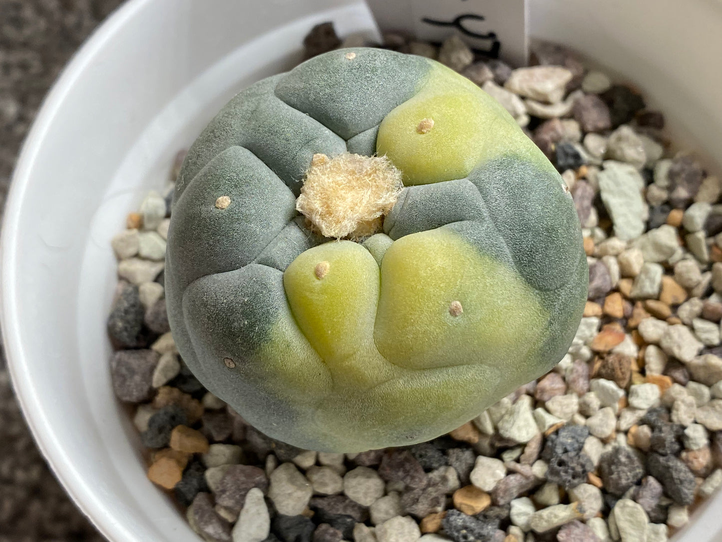 Lophophora Fricii C.V. IBO x Yatagai