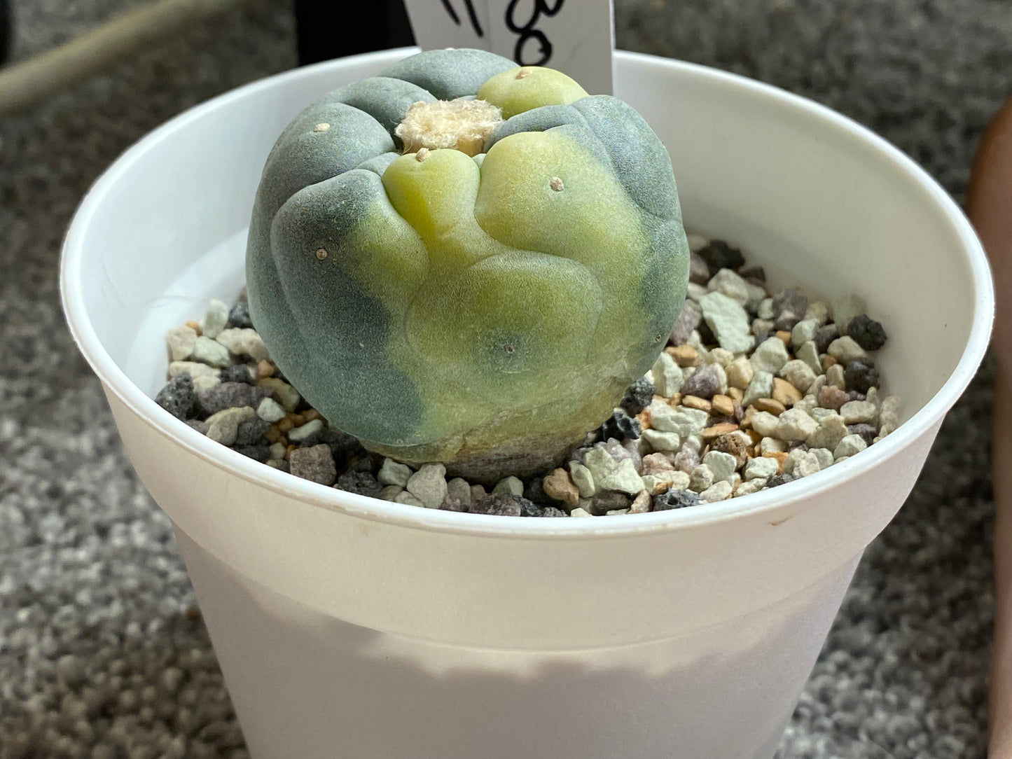 Lophophora Fricii C.V. IBO x Yatagai