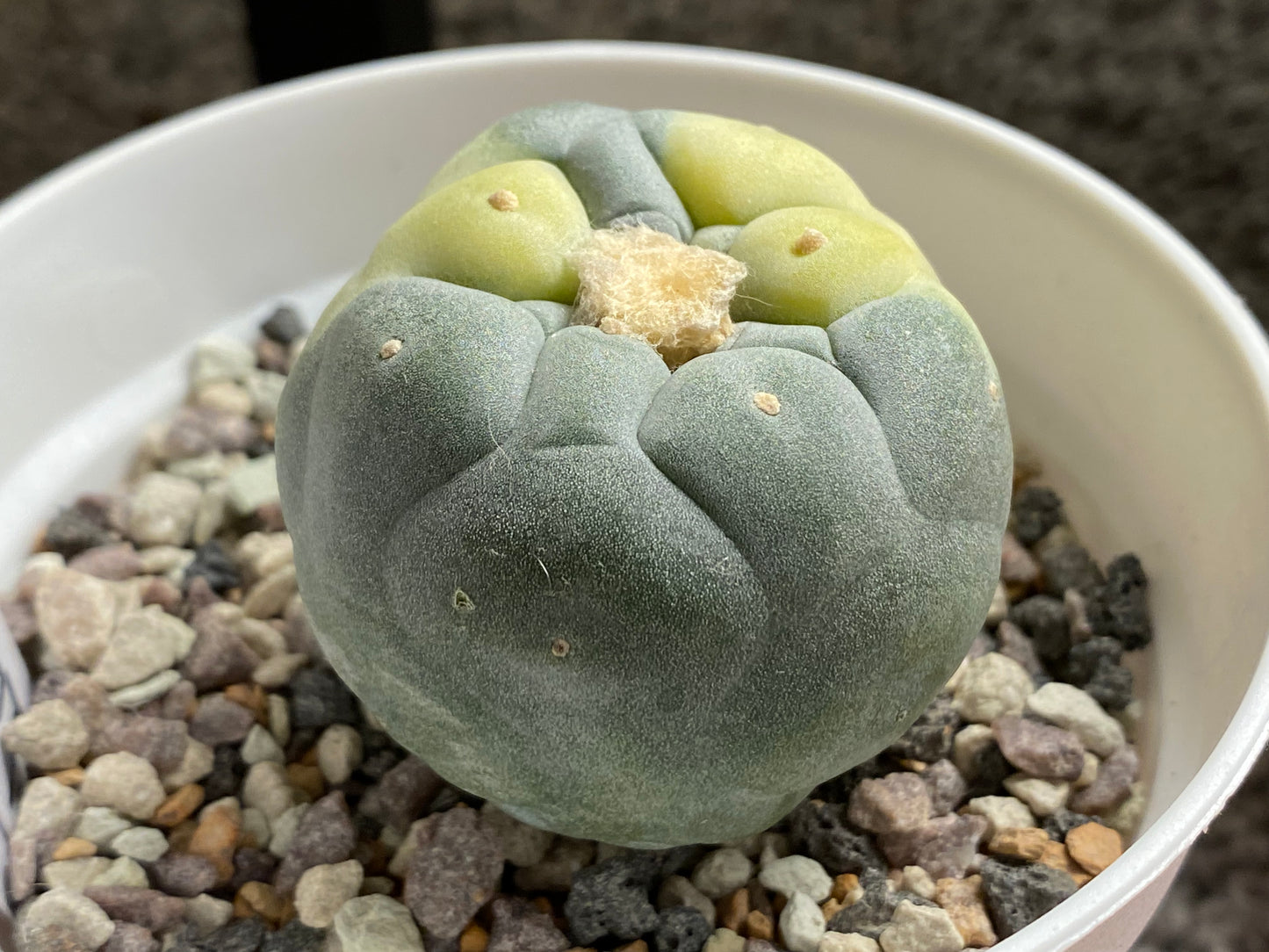 Lophophora Fricii C.V. IBO x Yatagai