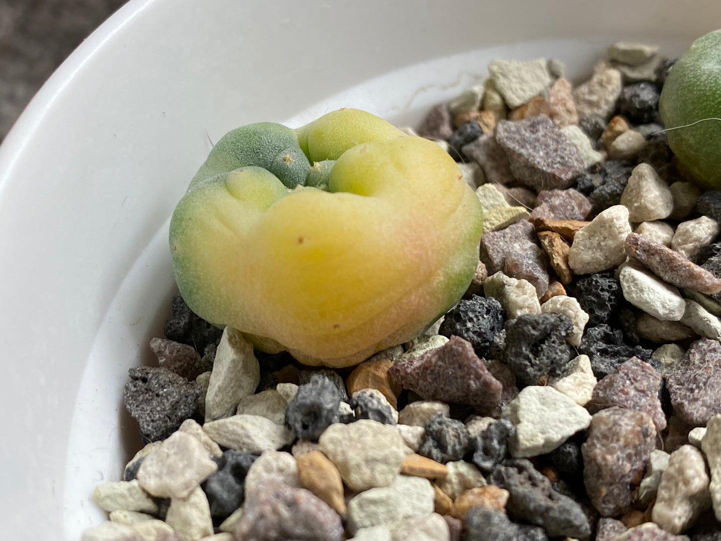 Lophophora Fricci