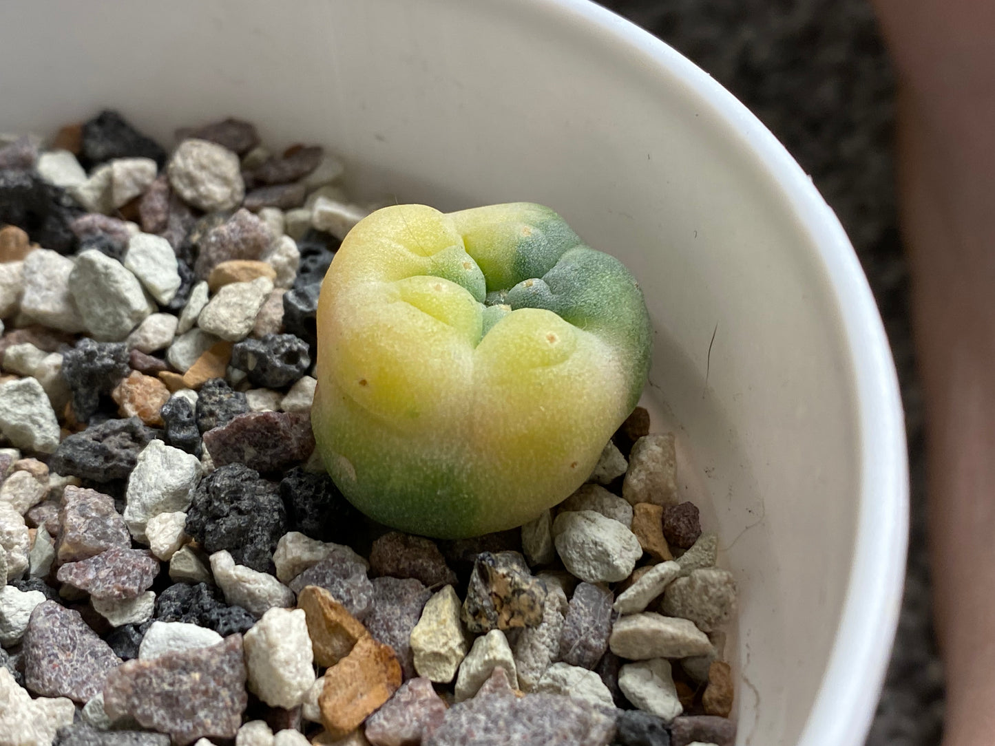 Lophophora Fricci