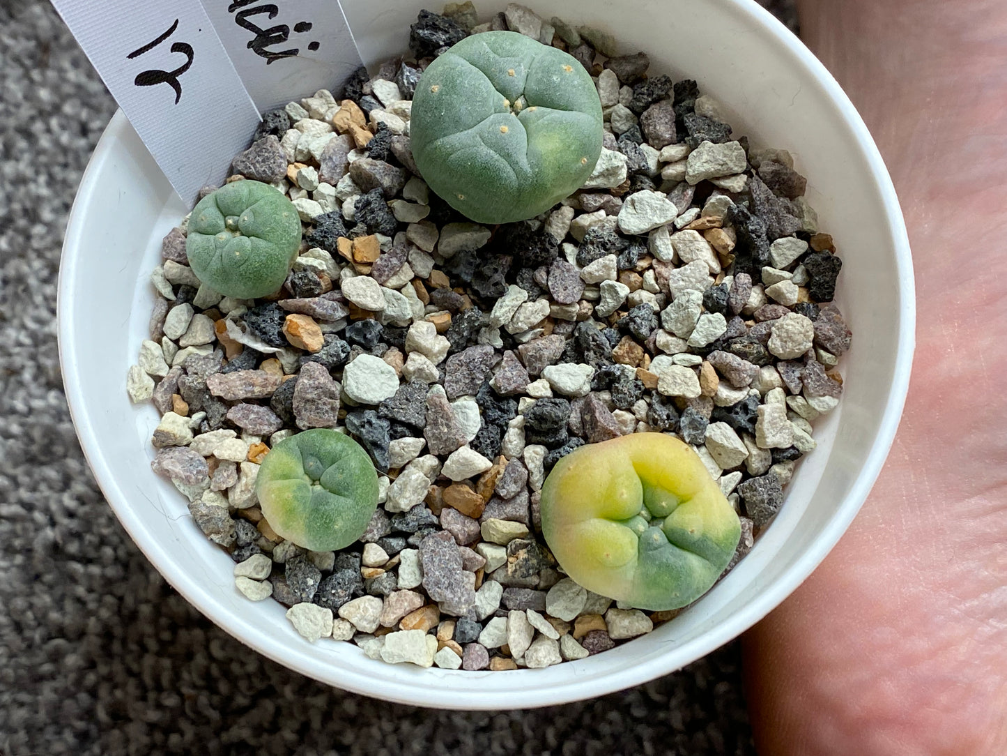 Lophophora Fricci