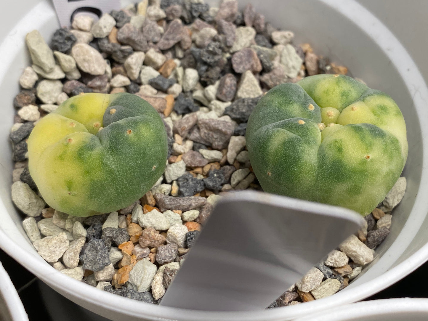 Lophophora Fricii