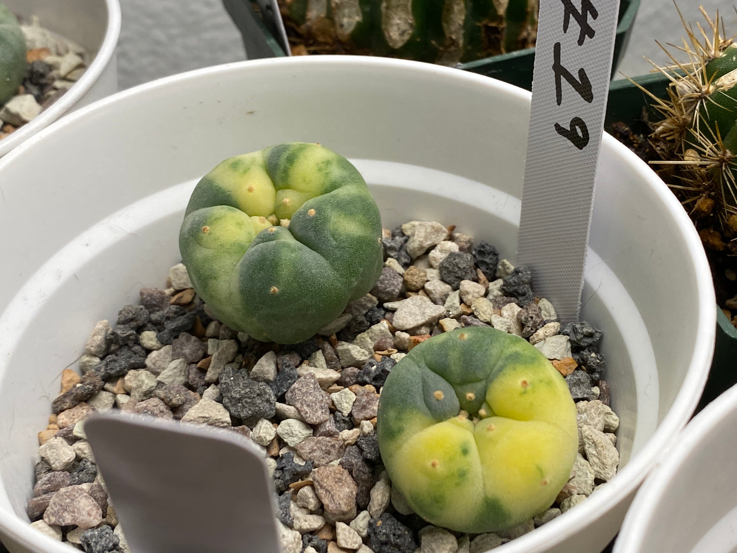 Lophophora Fricii