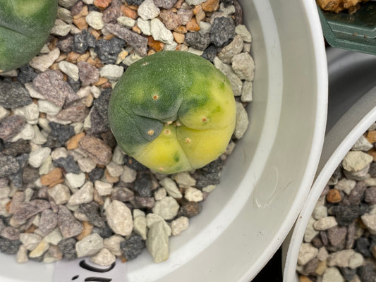 Lophophora Fricii