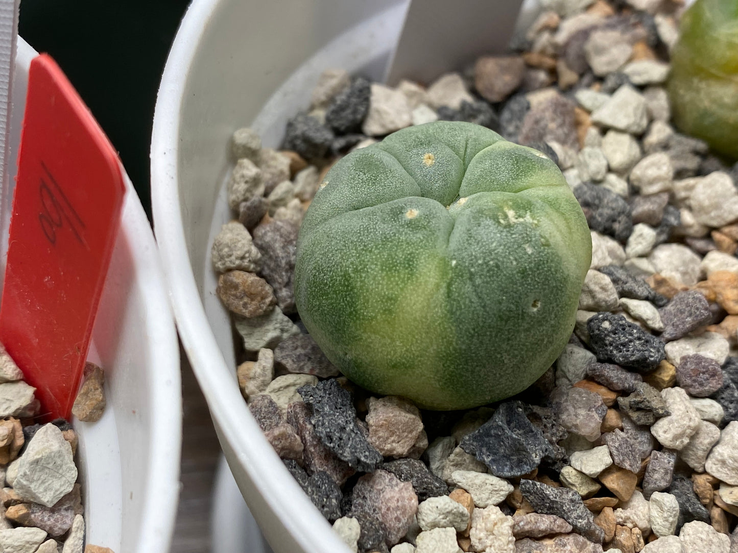 Lophophora Fricii C.V. Yatagai