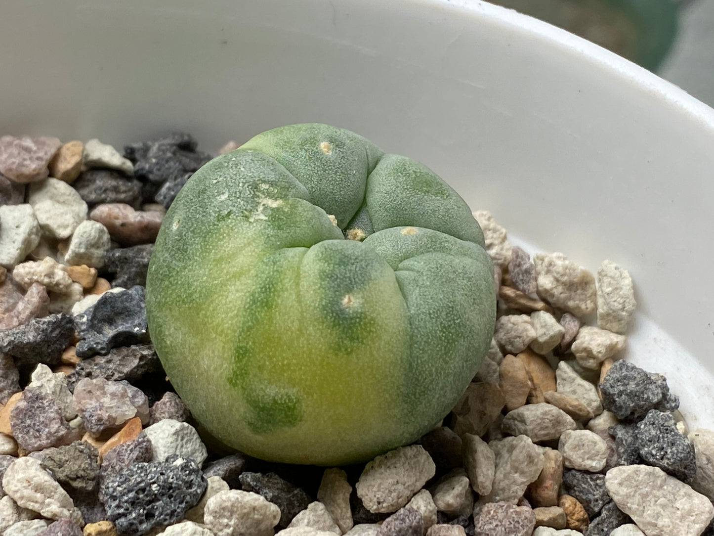 Lophophora Fricii C.V. Yatagai