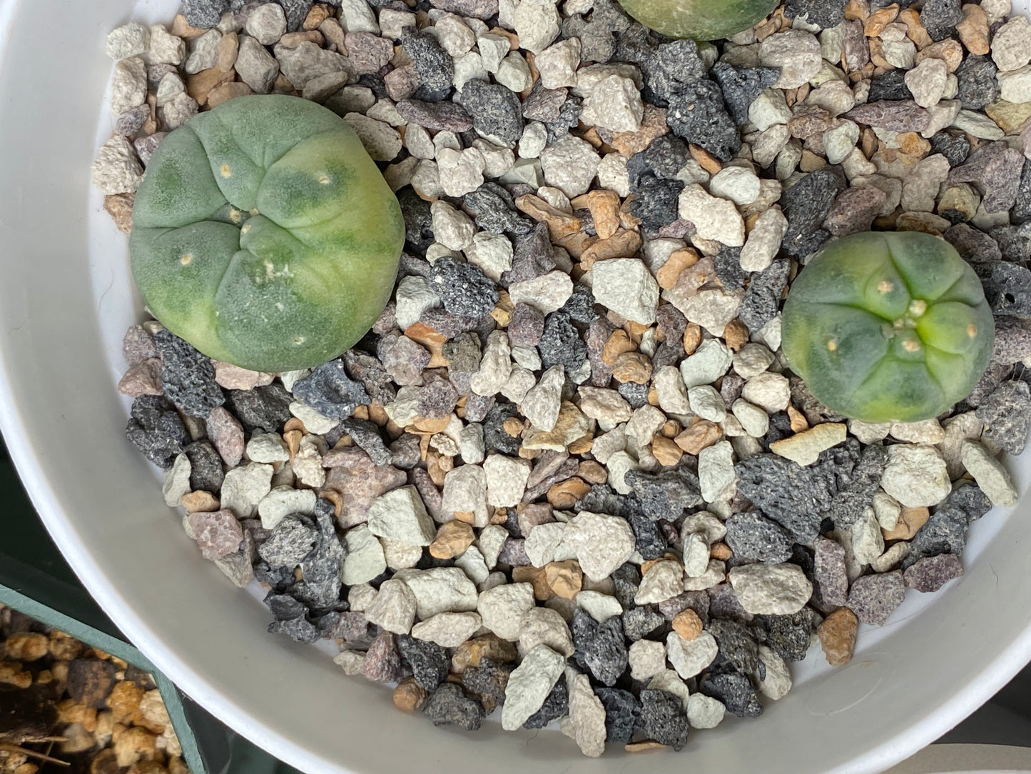 Lophophora Fricii C.V. Yatagai