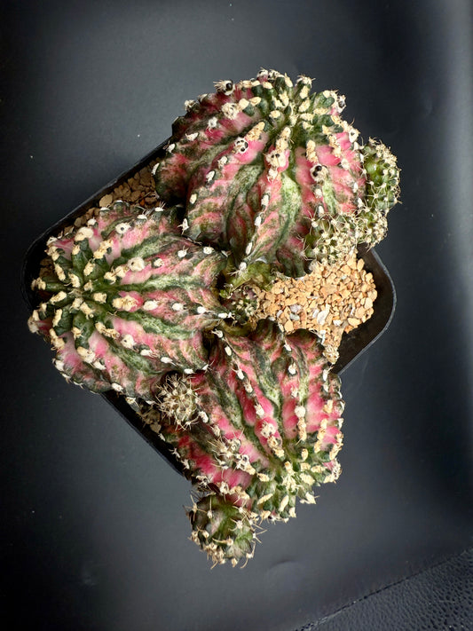 Gymnocalycium "Pink T-Rex" Cluster