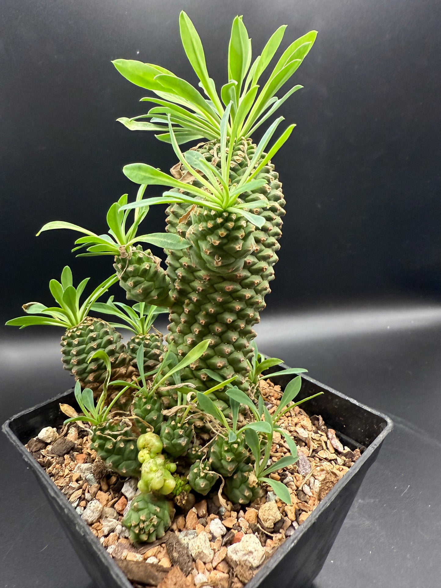 Euphorbia cv Sotetsu Kirin Monstrose