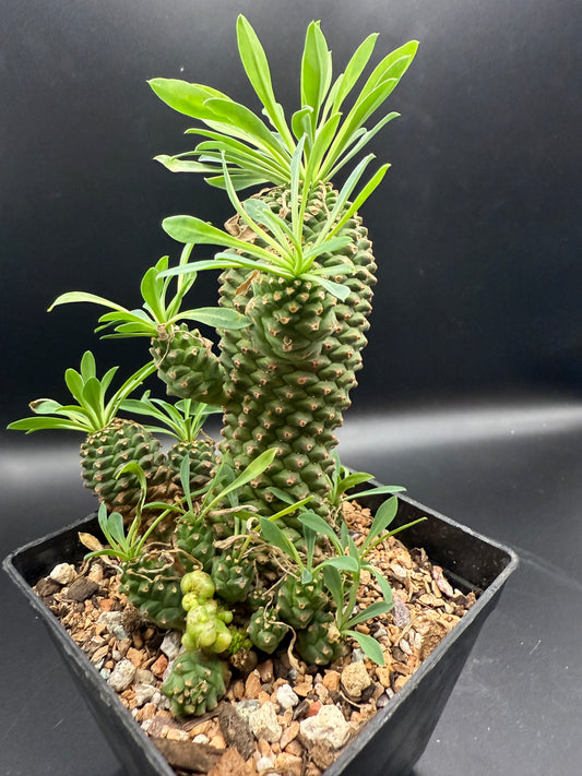 Euphorbia cv Sotetsu Kirin Monstrose
