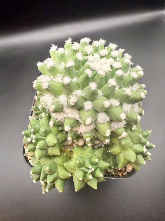 Mammillaria bucalariensis cv Erusamu