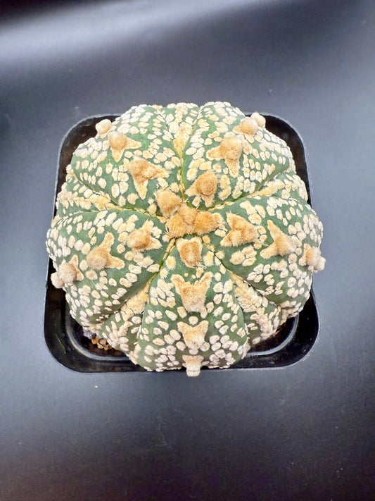 A. Asterias V type Five-rib Fukuryu
