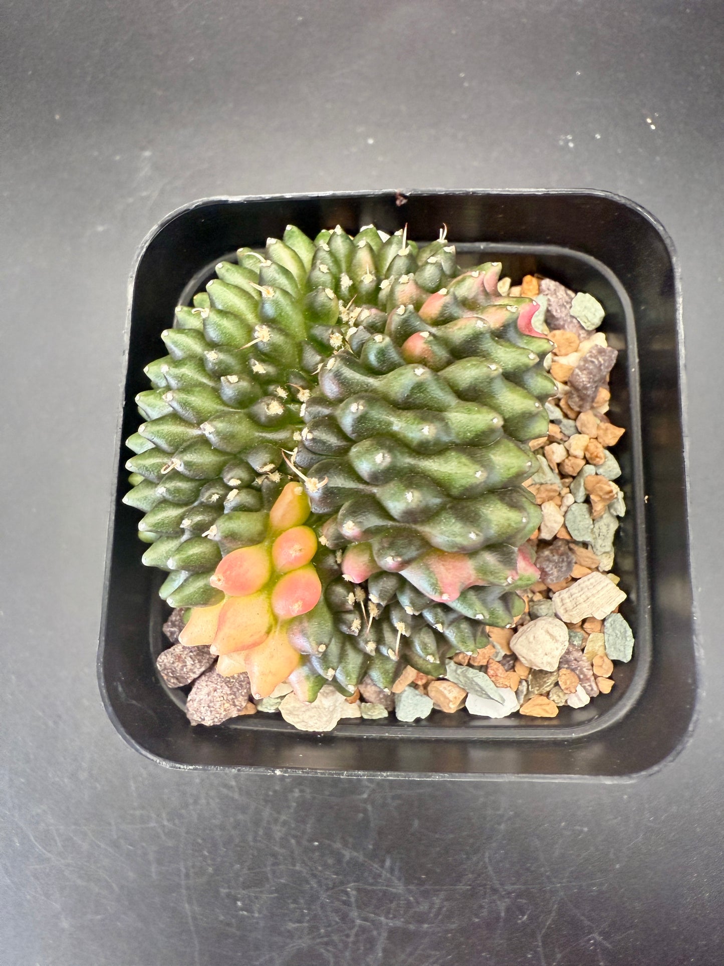 Gymno Inermis Variegated Cristata – Spiritual Cacti