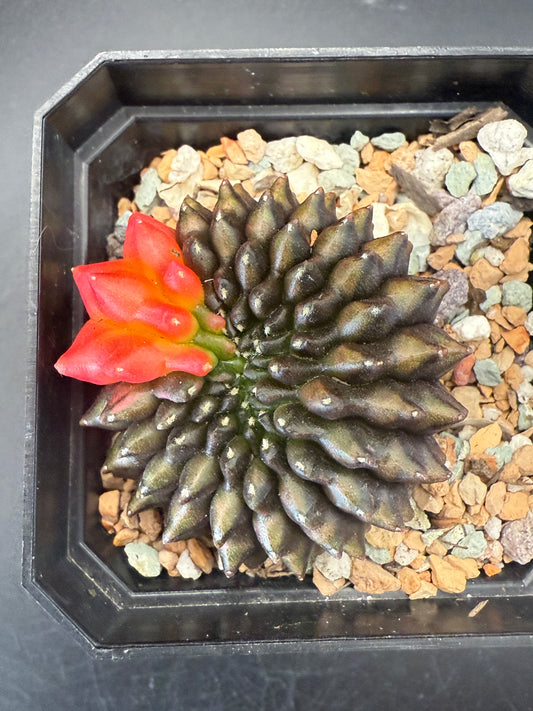 Gymno Inermis Variegated