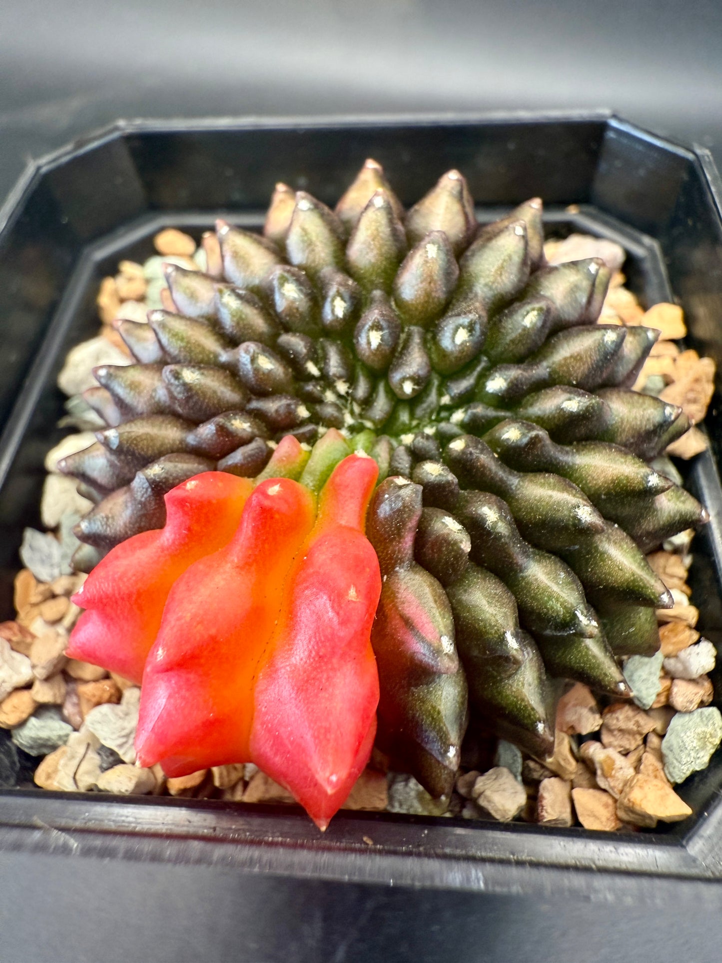 Gymno Inermis Variegated