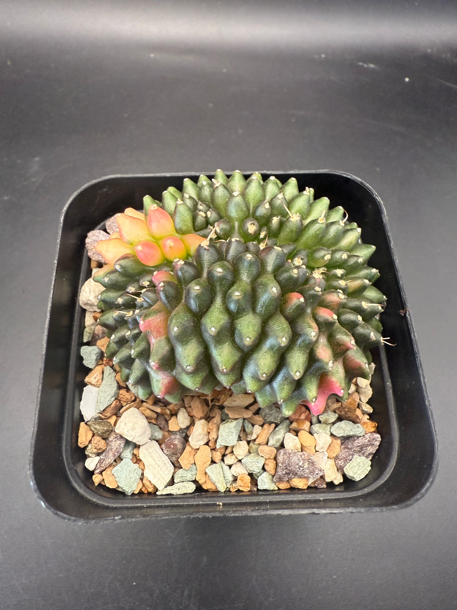 Gymno Inermis Variegated Cristata  Spiritual Cacti